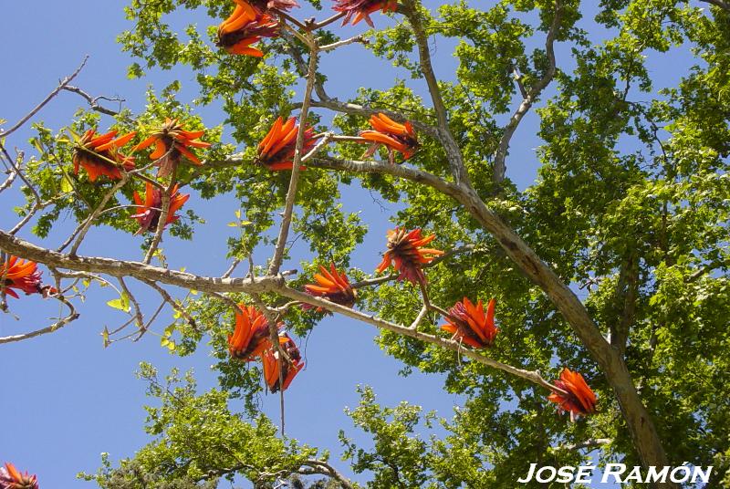 Foto de Jerez  de la Frontera (Cádiz), España