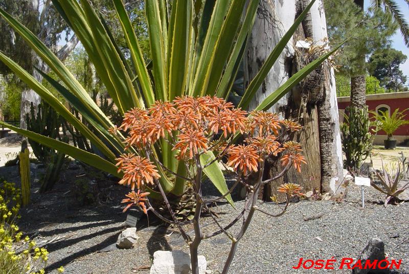 Foto de Jerez  de la Frontera (Cádiz), España