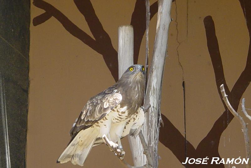 Foto de Jerez  de la Frontera (Cádiz), España
