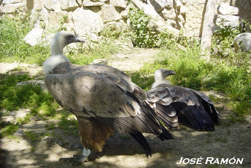 Foto de Jerez  de la Frontera (Cádiz), España