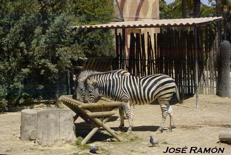 Foto de Jerez  de la Frontera (Cádiz), España