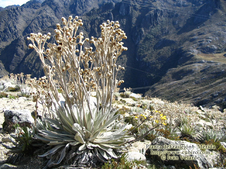 Foto de Mérida, Venezuela
