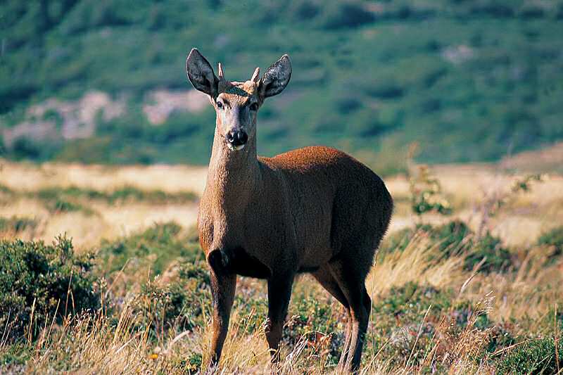 Foto de Torres del Paine, Chile
