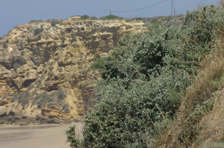 Foto de Conil (Cádiz), España