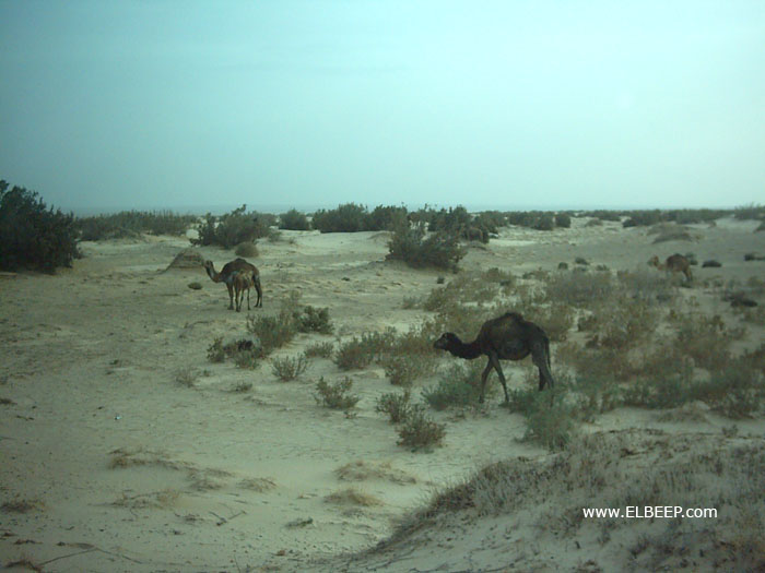Foto de Chemsa, Túnez
