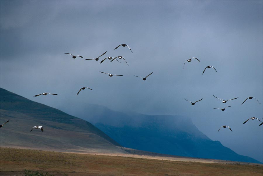 Foto de Torres del Paine, Chile