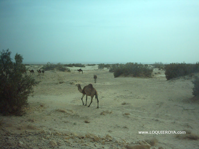 Foto de Chemsa, Túnez
