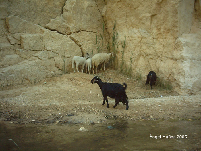 Foto de Tamerza, Túnez