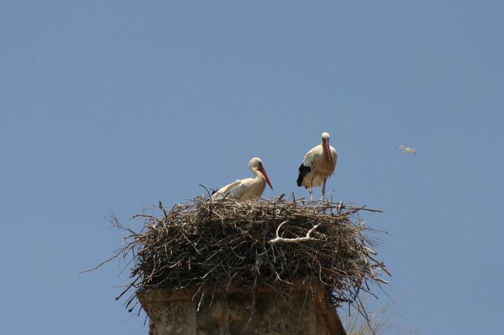 Foto de El Puerto de Santa María (Cádiz), España
