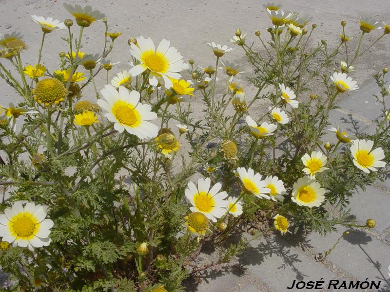 Foto de Jerez  de la Frontera (Cádiz), España