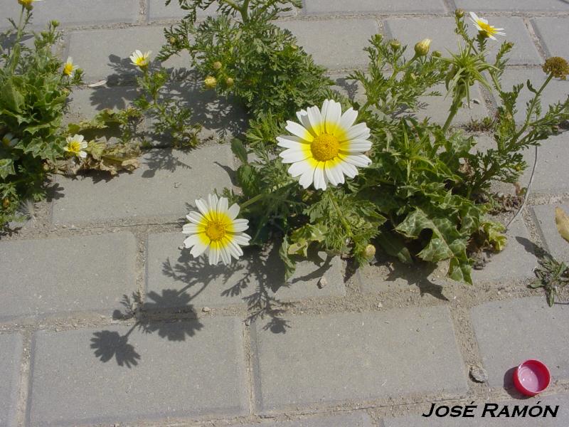 Foto de Jerez  de la Frontera (Cádiz), España
