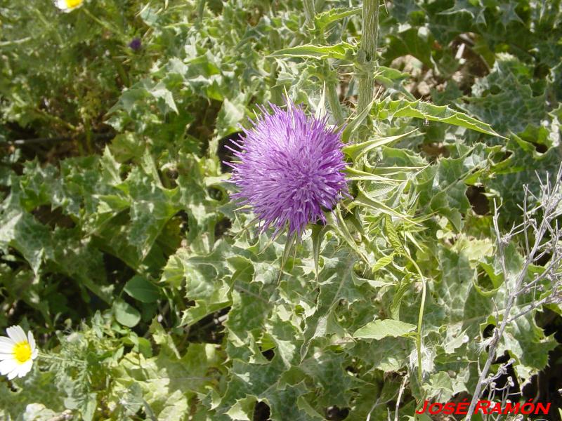 Foto de Jerez  de la Frontera (Cádiz), España