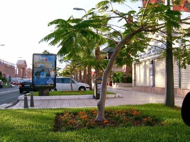 Foto de Tenerife (Santa Cruz de Tenerife), España