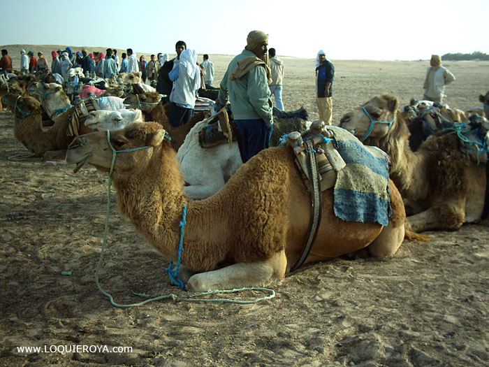 Foto de Douz, Túnez