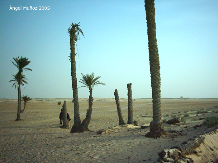 Foto de Douz, Túnez