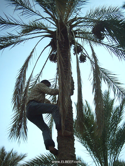 Foto de Nefta, Túnez