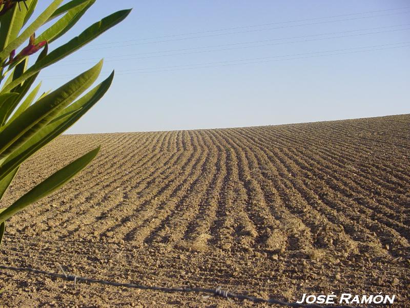 Foto de Jerez  de la Frontera (Cádiz), España