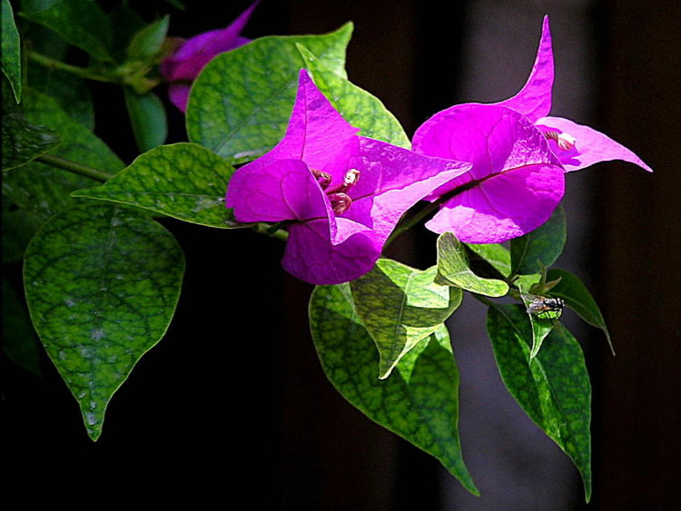 Foto de Chincha, Perú