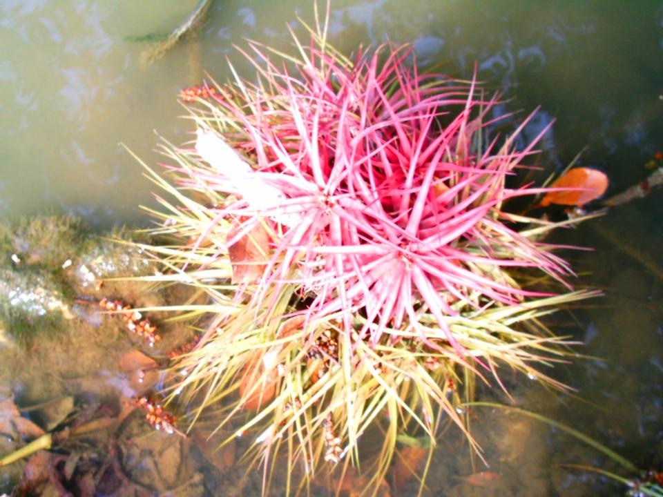 Foto de PALENQUE CHIAPAS, México