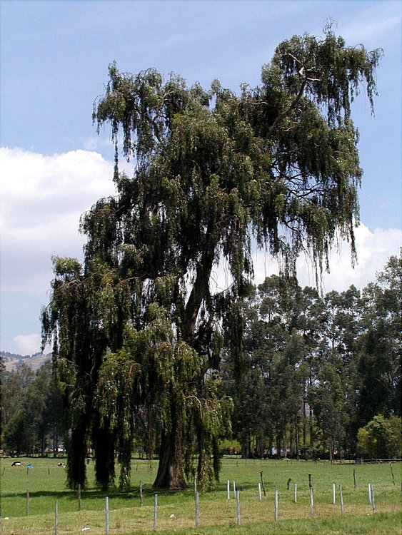 Foto de Cajamarca, Perú