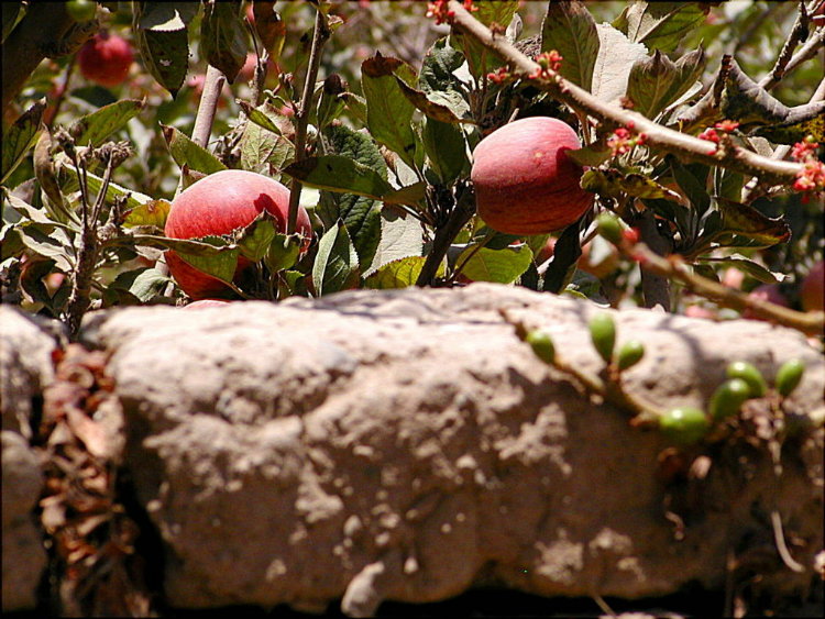 Foto de Calango, Perú