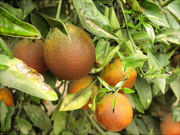 Foto de Huaral, Perú