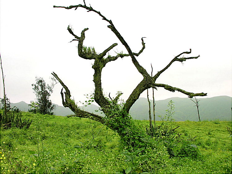 Foto de Lomas de Lachay, Perú
