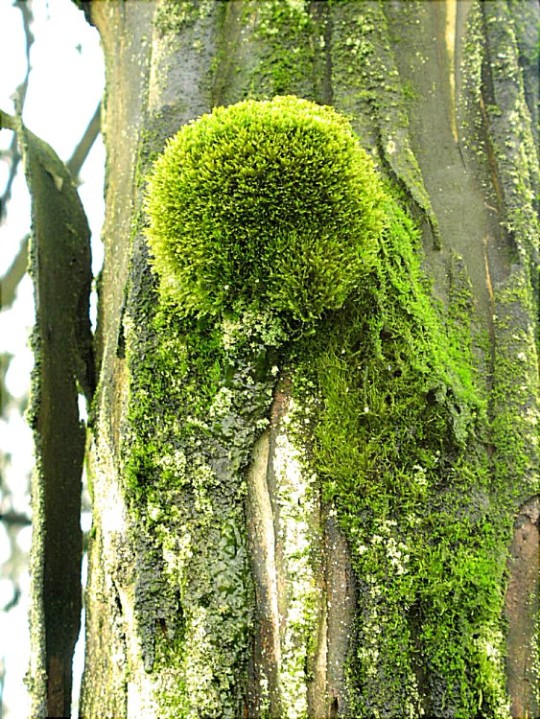 Foto de Lomas de Lachay, Perú