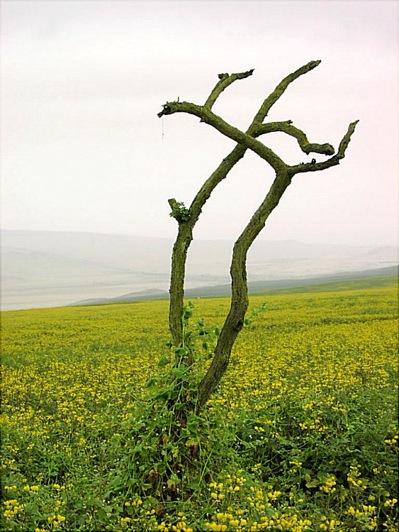 Foto de Lomas de Lachay, Perú