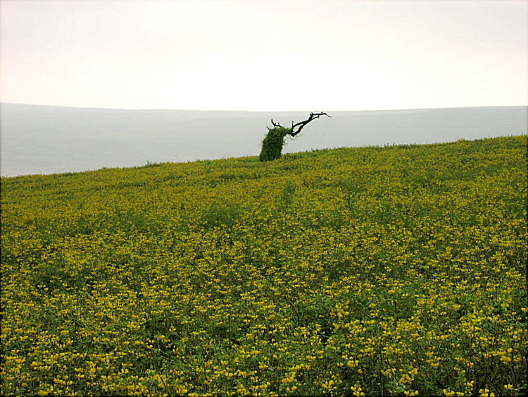 Foto de Lomas de Lachay, Perú