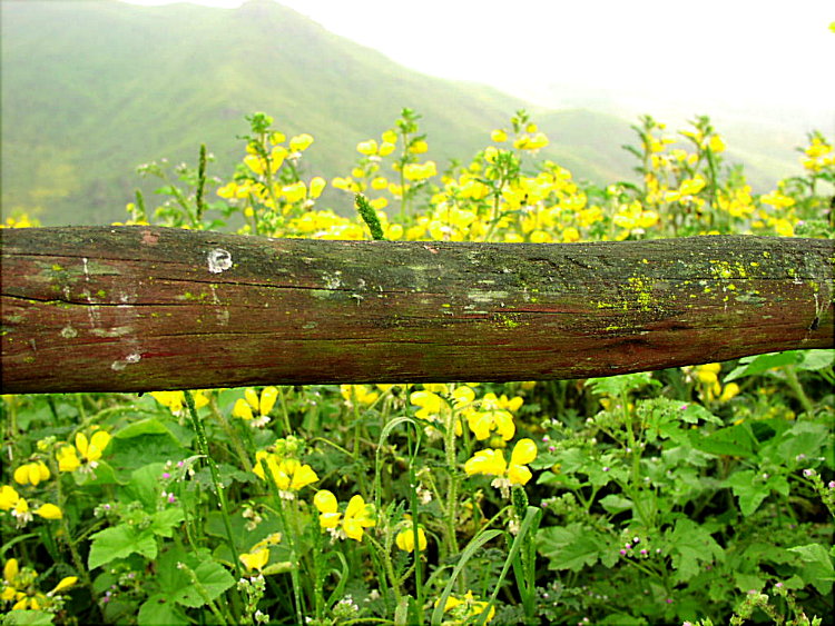 Foto de Lomas de Lachay, Perú