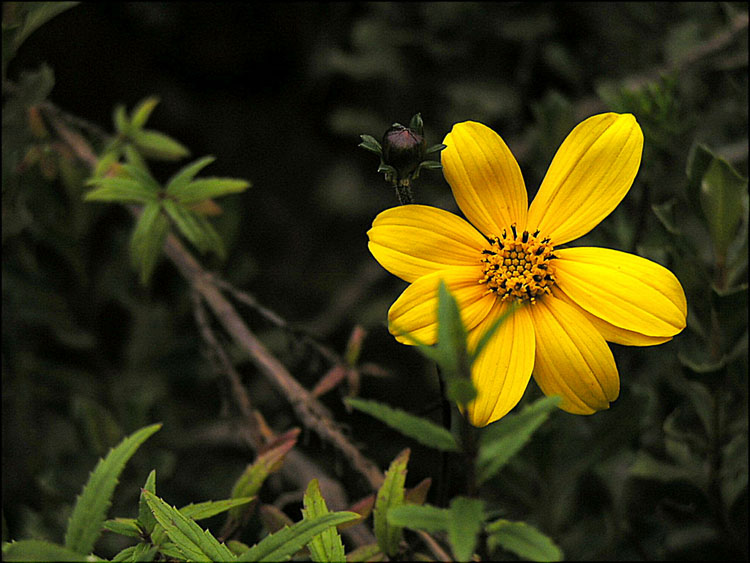 Foto de Laraos, Perú
