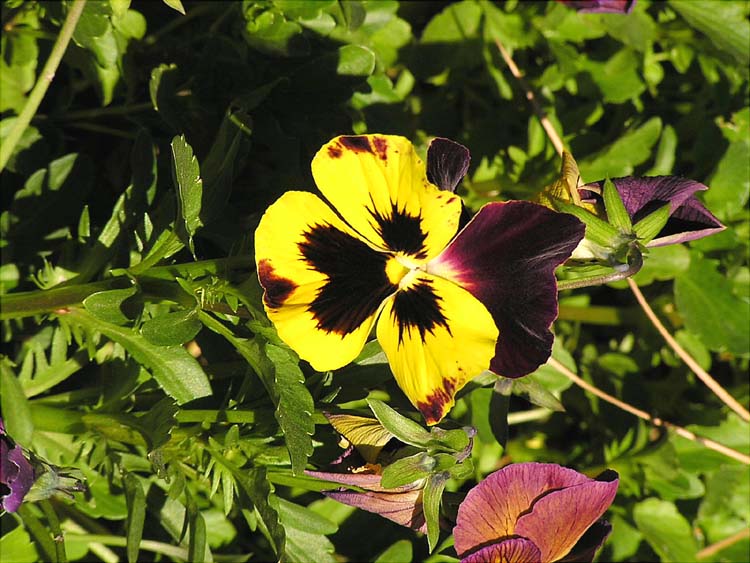 Foto de Tarma, Perú