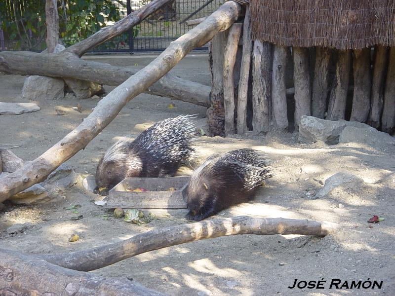 Foto de Jerez  de la Frontera (Cádiz), España