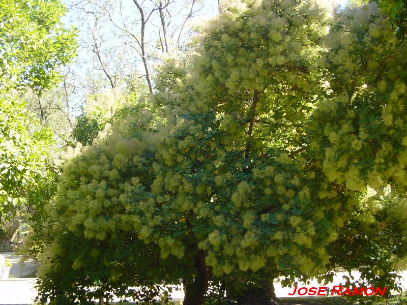 Foto de Jerez  de la Frontera (Cádiz), España