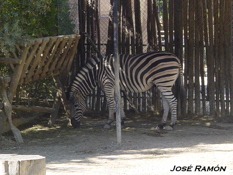 Foto de Jerez  de la Frontera (Cádiz), España
