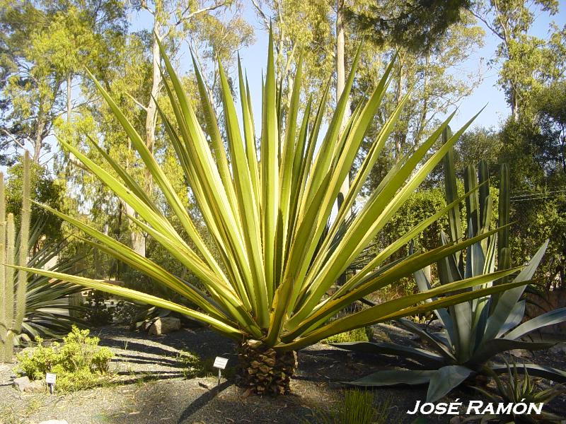 Foto de Jerez  de la Frontera (Cádiz), España