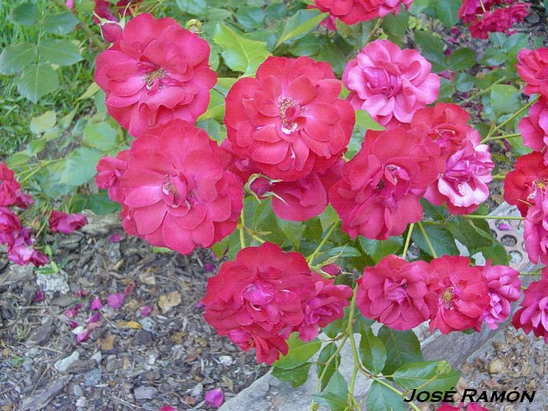 Foto de Jerez  de la Frontera (Cádiz), España