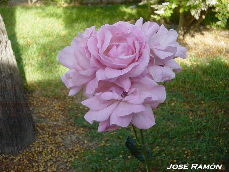 Foto de Jerez  de la Frontera (Cádiz), España