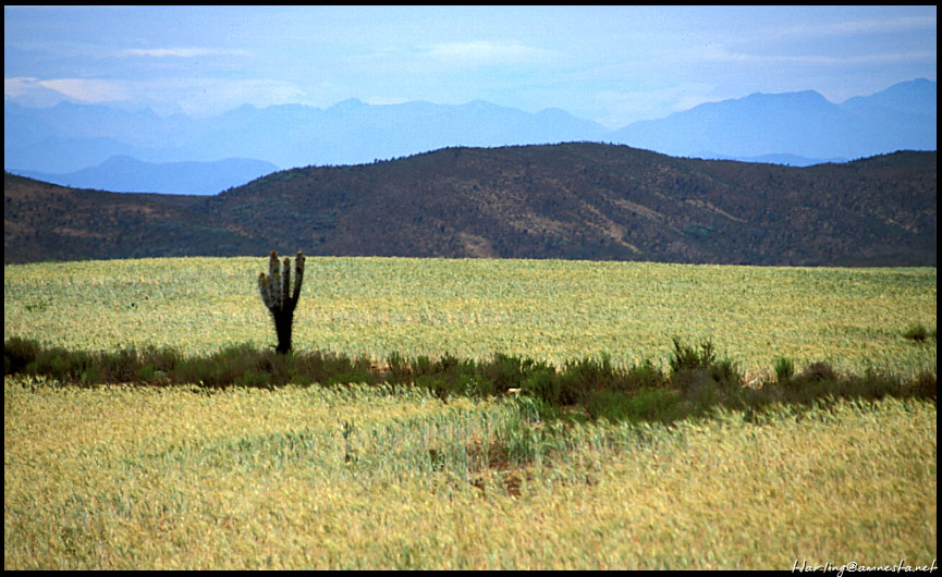 Foto de La Serena, Chile