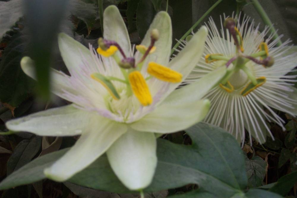 Foto de De Pinte, Bélgica