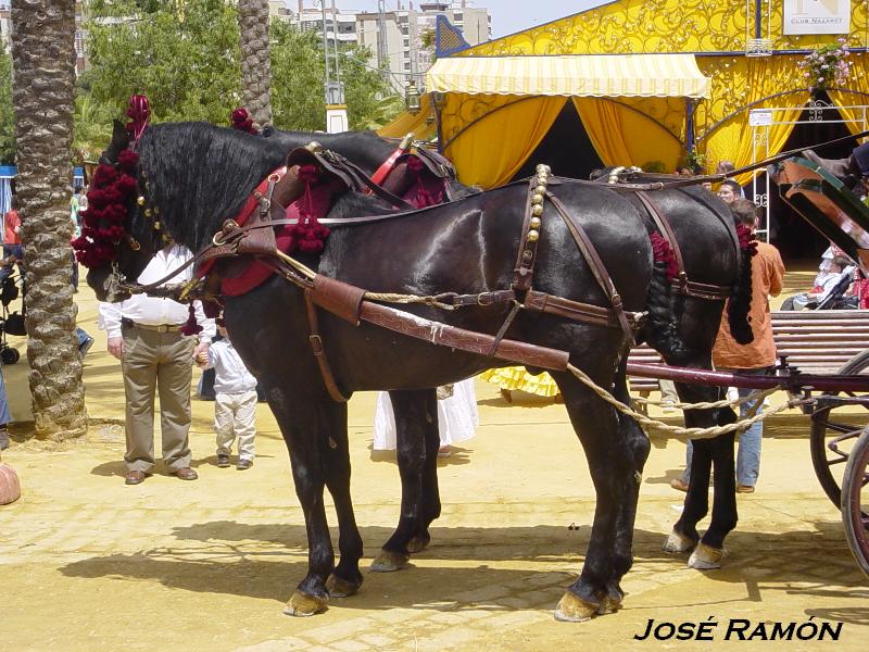 Foto de Jerez  de la Frontera (Cádiz), España
