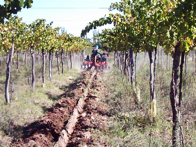 Foto de Rivadavia, Argentina