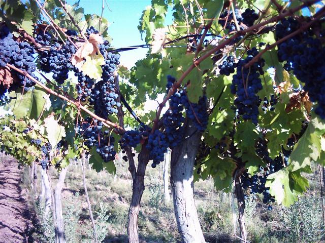 Foto de rivadavia, Argentina