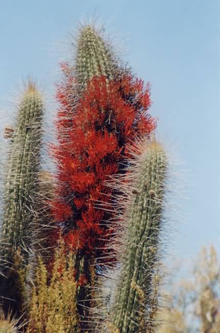 Foto de La Serena, Chile