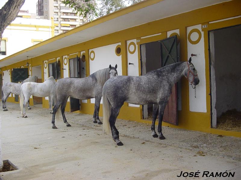 Foto de Jerez  de la Frontera (Cádiz), España