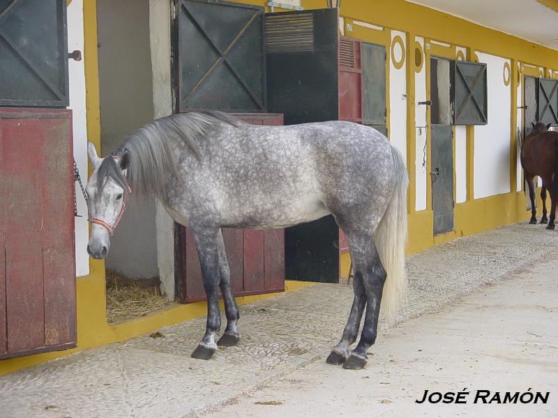 Foto de Jerez  de la Frontera (Cádiz), España