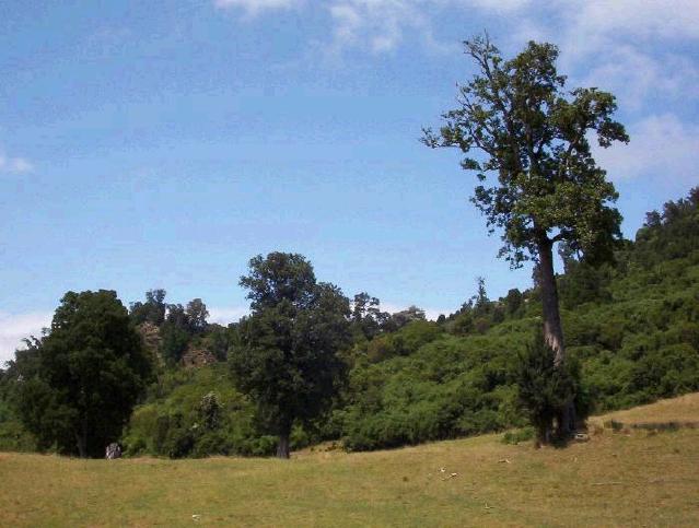 Foto de Puyehue, Chile