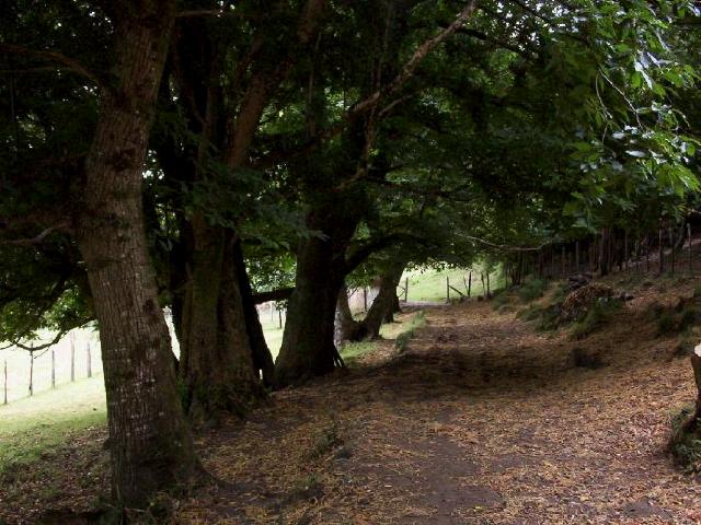 Foto de Puyehue, Chile