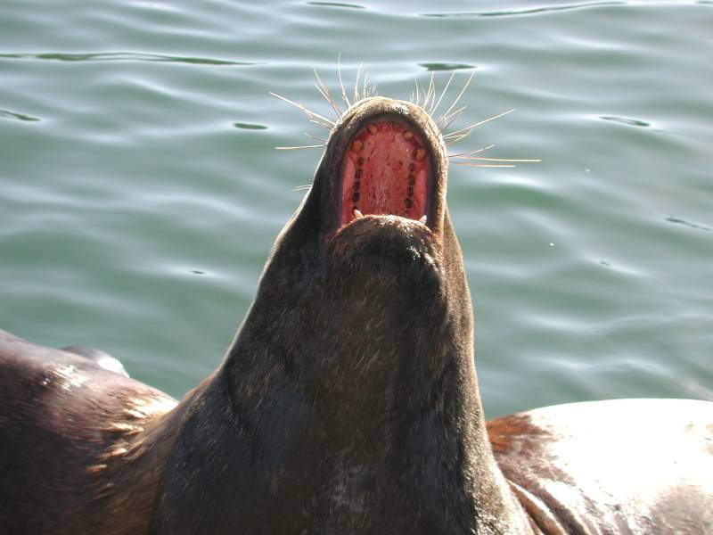 Foto de Valdivia, Chile